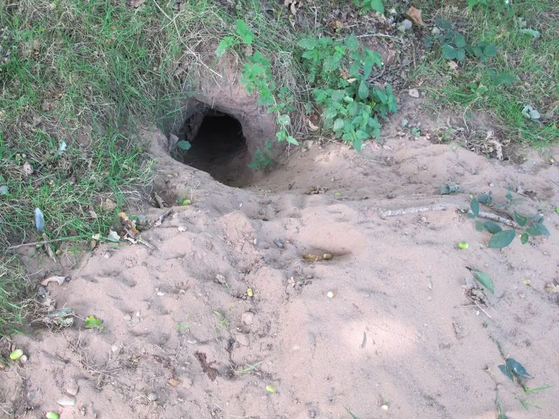 Badger sett entrance