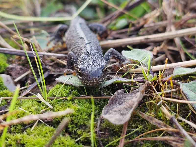 Great crested newt